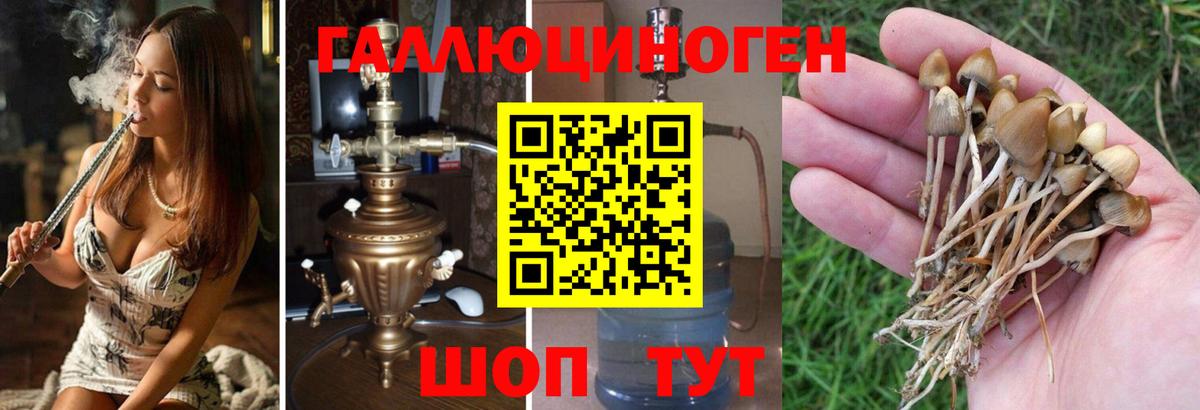 Галлюциногенные грибы GOLDEN TEACHER  Галлюциногенные грибы Magic Shrooms  Евпатория  Вход с VPN 